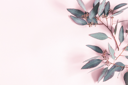 Eucalyptus leaves on pastel pink background. Pattern made of eucalyptus branches. Flat lay, top view, copy spaceの写真素材