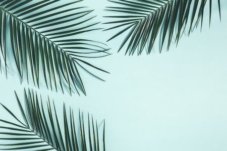Summer composition. Tropical palm leaves on pastel blue background. Summer concept. Flat lay, top view, copy spaceの写真素材