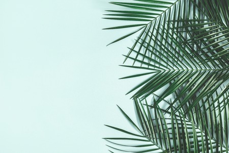 Summer composition. Tropical palm leaves on pastel blue background. Summer concept. Flat lay, top view, copy spaceの写真素材