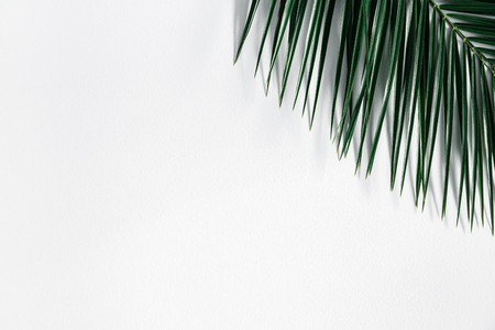 Summer composition. Tropical palm leaf on pastel gray background. Summer concept. Flat lay, top view, copy spaceの写真素材