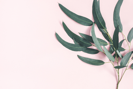 Eucalyptus leaves on pastel pink background. Pattern made of eucalyptus branches. Flat lay, top view, copy spaceの写真素材