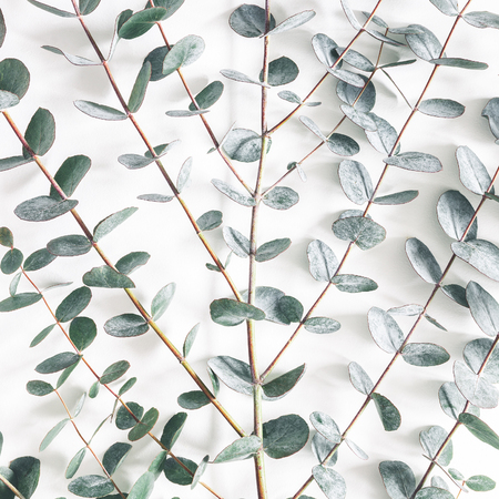 Eucalyptus leaves on white background. Pattern made of eucalyptus branches. Flat lay, top view, squareの写真素材