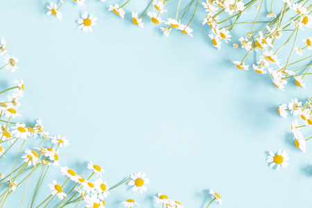 Flowers composition. Chamomile flowers on pastel blue background. Spring, summer concept. Flat lay, top view, copy spaceの写真素材
