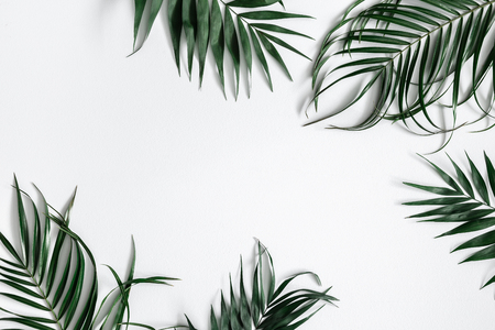 Summer composition. Tropical palm leaf on pastel gray background. Summer concept. Flat lay, top view, copy spaceの写真素材