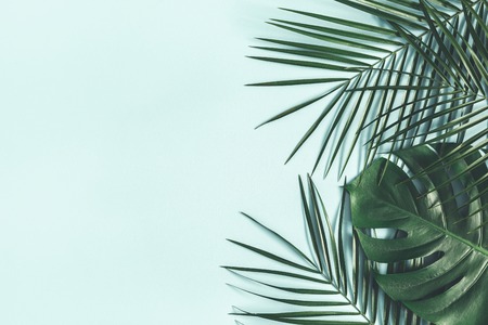Summer composition. Tropical palm leaves on pastel blue background. Summer concept. Flat lay, top view, copy spaceの写真素材
