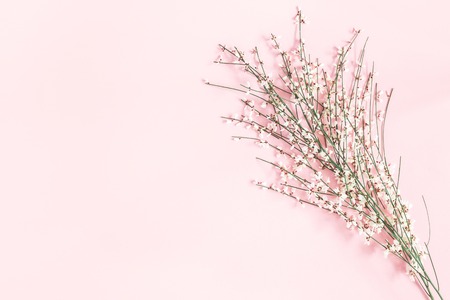 Flowers composition. White flowers on pastel pink background. Spring, easter concept. Flat lay, top view, copy spaceの写真素材