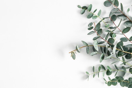 Eucalyptus leaves on white background. Frame made of eucalyptus branches. Flat lay, top view