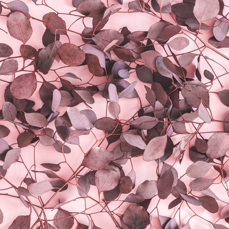 Red eucalyptus leaves on pastel pink background. Flat lay, top viewの写真素材