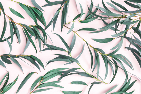 Eucalyptus leaves on pink background. Pattern made of eucalyptus branches. Flat lay, top viewの写真素材