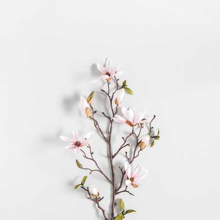 Flowers composition. Magnolia flowers on pastel gray background. Flat lay, top viewの写真素材