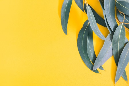 Eucalyptus leaves on yellow background. Pattern made of eucalyptus branches. Flat lay, top view, copy spaceの写真素材