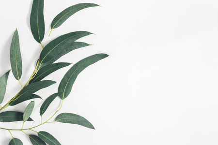 Eucalyptus leaves on pastel gray background. Pattern made of eucalyptus branches. Flat lay, top view, copy spaceの写真素材