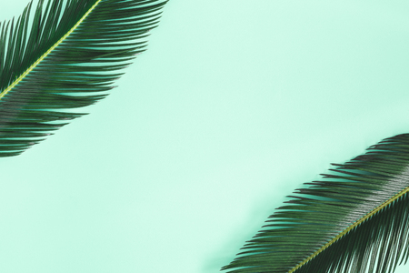 Summer composition. Palm leaves on mint background. Summer concept. Flat lay, top view, copy spaceの写真素材