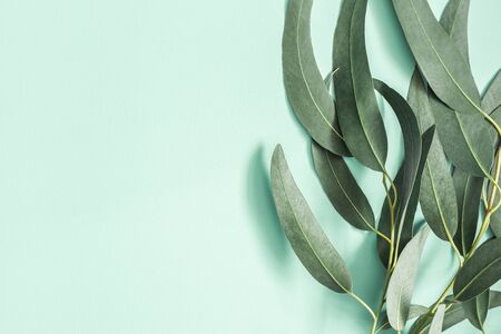 Eucalyptus leaves on mint background. Pattern made of eucalyptus branches. Flat lay, top view, copy spaceの写真素材