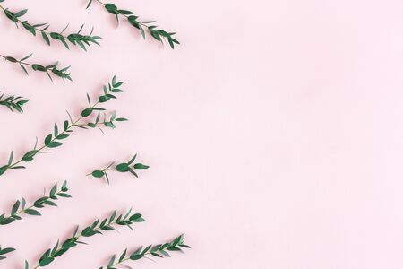 Flowers composition. Eucalyptus leaves on pink background. Spring concept. Flat lay, top view, copy spaceの写真素材