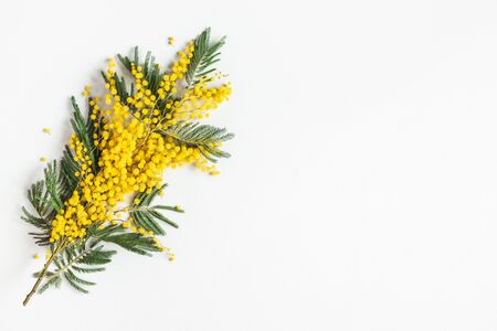 Flowers composition. Mimosa flowers on gray background. Spring concept. Flat lay, top view