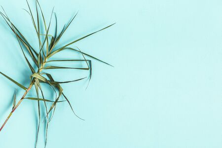 Tropical leaf on blue background. Summer concept. Flat lay, top viewの写真素材