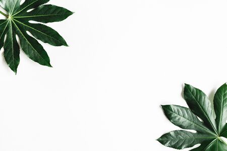 Summer composition. Tropical leaves on white background. Summer concept. Flat lay, top view, copy...