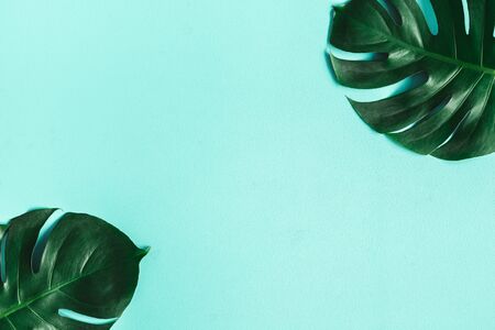 Summer composition. Monstera leaves on blue background. Summer concept. Flat lay, top view, copy...