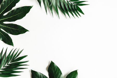 Summer composition. Tropical leaves on white background. Summer concept. Flat lay, top view, copy spaceの写真素材