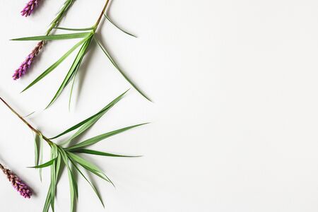 Tropical flowers and leaves on whiteの写真素材