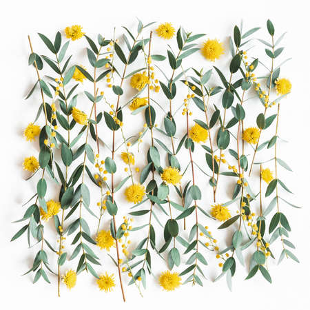 Flowers composition. Yellow flowers, eucalyptus branches on white background. Spring concept. Flat...