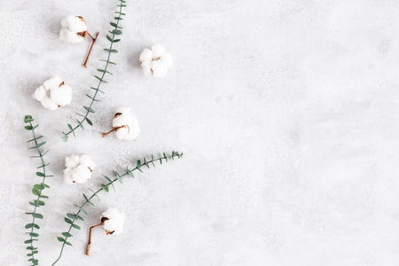 Flowers composition. Cotton flowers and eucalyptus leaves on concrete gray background. Flat lay, top viewの写真素材