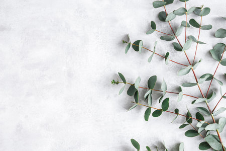 Eucalyptus leaves on concrete gray background. Frame made of eucalyptus branches. Flat lay, top viewの写真素材