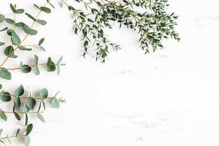 Eucalyptus leaves on marble background. Frame made of eucalyptus branches. Flat lay, top viewの写真素材