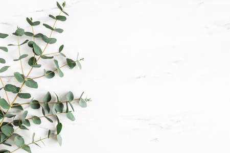 Eucalyptus leaves on marble background. Frame made of eucalyptus branches. Flat lay, top viewの写真素材
