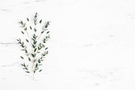 Eucalyptus leaves on marble background. Pattern made of eucalyptus branches. Flat lay, top viewの写真素材