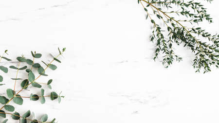 Eucalyptus leaves on marble background. Frame made of eucalyptus branches. Flat lay, top viewの写真素材