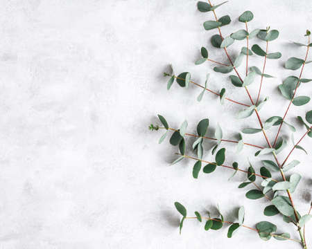 Eucalyptus leaves on concrete gray background. Frame made of eucalyptus branches. Flat lay, top viewの写真素材