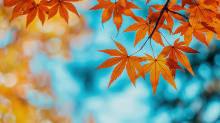 Experience the beauty of fall with this stunning image of orange maple leaves set against a serene blue backdrop, capturing the essence of autumns allure.の素材