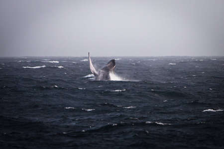 Photograph of a whale jumpingのeditorial素材