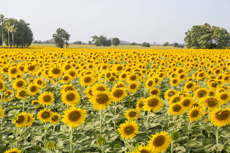 field of sunflowersの写真素材