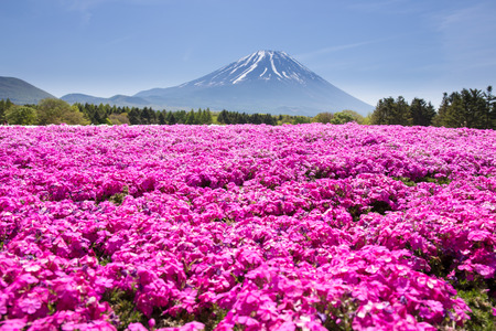 Japan Shibazakura Festival with the field of pink moss of Sakura or cherry blossom with Mountain Fuji Yamanashi, Japanの写真素材