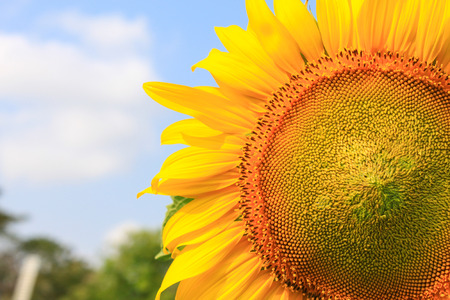 field of blooming big beautiful sunflowers on sky backgroundの写真素材