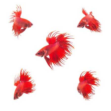 Collection Group of orange red siamese fighting fish, Betta splendens fish on white backgroundの写真素材