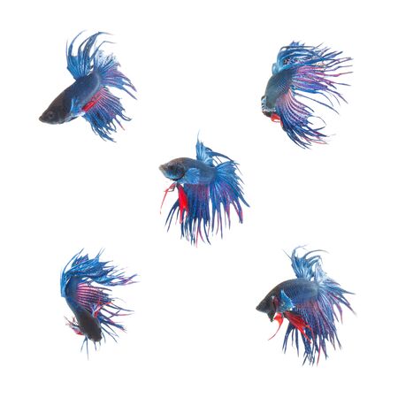Collection Group of blue siamese fighting fish, Betta splendens fish on white backgroundの写真素材