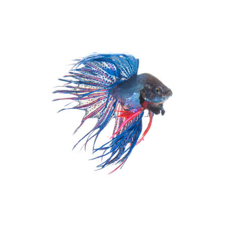 Blue siamese fighting fish, betta splendens isolated on white backgroundの写真素材