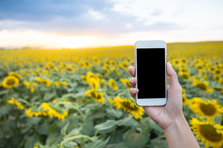 Woman hand holding white smartphone with sunset at sunflower field backgroundの写真素材