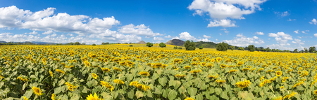 Panoramic of sunflowers on blue sky background at the field in summerの写真素材