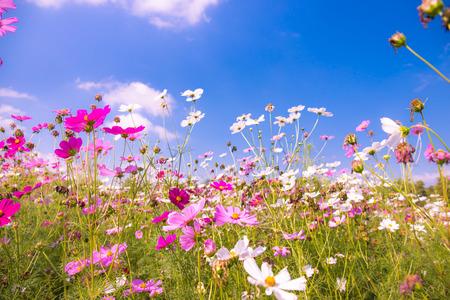 colorful cosmos flowers in the garden with blue sky backgroundの写真素材