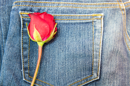 red rose on jeans fabric backgroundの写真素材