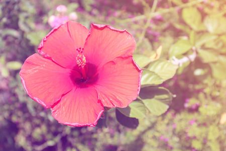 Blossoming red hibiscus flower pastel toneの写真素材