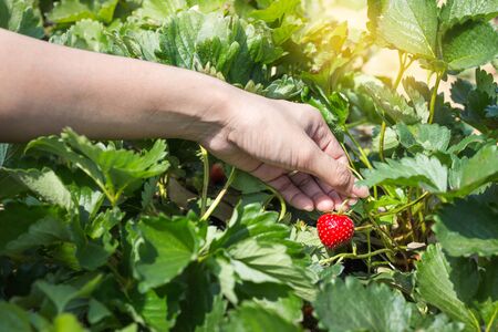Picking fresh organic strawberries in woman hand growing on the vine at gardenの写真素材