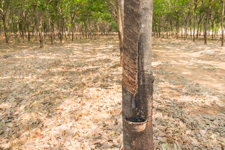 rubber tree farm at thailand as a source of natural rubber is planted economyの写真素材