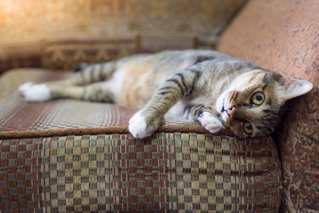 brown eyed cat on vintage sofa in warm tone. select focusの写真素材