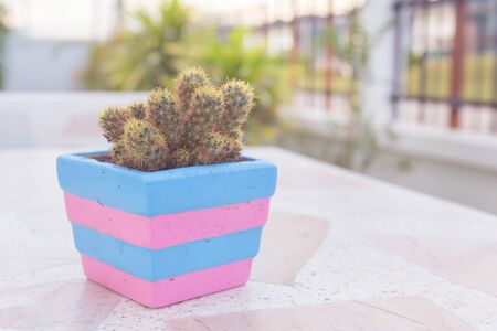 Cactus in pot on marble table. pastel color or vintage style. copy space background and soft or select focusの写真素材